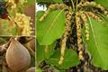 Terminalia Chebula